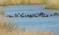 حال خوب تالاب مهاباد پس از بارش‌های اخیر