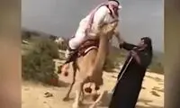 وقتی شتر‌ها برای انسان‌ها به سیم آخر می‌زنند!
