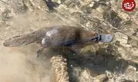 این ۵ پستاندار عجیب و غریب تخم‌گذار هستند!