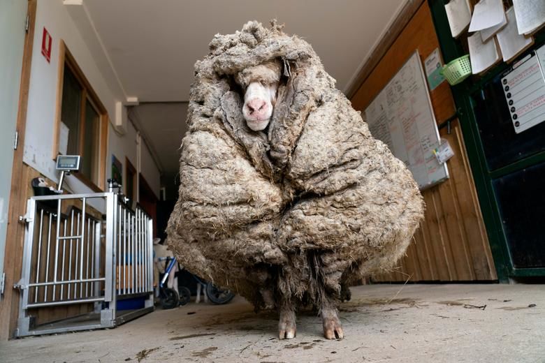 ویدئویی از گوسفند استرالیایی با ١٠٠میلیون بازدید!