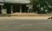 لحظه خسارت‌بار سر شاخ شدن دو گاو با هم در هندوستان!