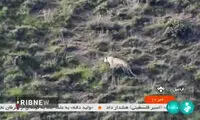 مشاهده ۴ قلاده پلنگ در اردبیل و تبریز
