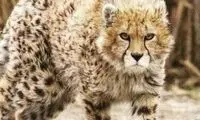 پست تازه و غم‌انگیز هانیه توسلی برای پسر ایران