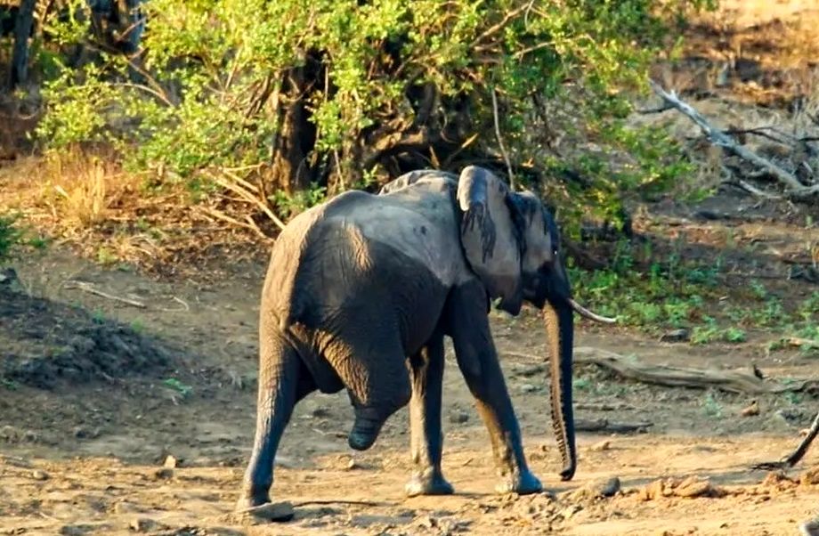 داستان زندگی یک فیل با ۳ پا