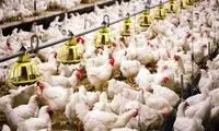 صادرات گوشت مرغ به عراق آغاز می‌شود