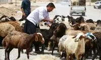قیمت جدید دام زنده اعلام شد