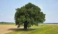 طرح جالب شهرداری مشهد برای یک درخت!