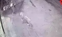 عکس جولان پلنگ وحشی در تهران 
