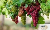 مصرف این میوه پاییزی، نرمی استخوان را از بین می‌برد