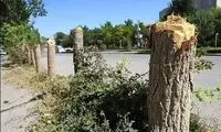 جریمه قطع درختان تهران به کجا رسید؟