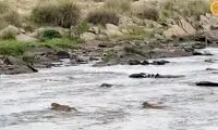 عبور با ترس و لرز یوزها از رودخانه پر از تمساح