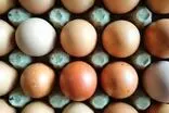 قیمت تخم‌مرغ ریزشی شد