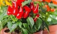 چگونه فلفل قرمز را در منزل بکاریم و برداشت کنیم؟ 