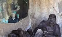 لحظات نفس‌گیر حمله گوریل به دو نگهبان زن 