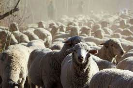 عجیب اما واقعی؛ رژه بسیار منظم چند گله گوسفند