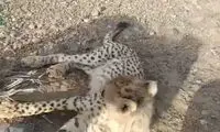 تصاویری جدید آذر و توران در حال بازی