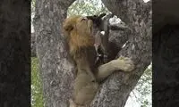 شیر نر، لاشه روی درخت را از پلنگ بیچاره دزدید!