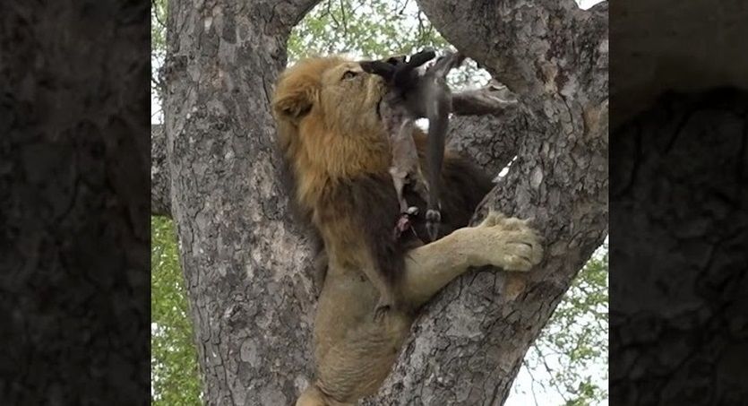 شیر نر، لاشه روی درخت را از پلنگ بیچاره دزدید!