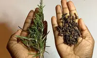 رزماری و میخک در مرکز توجه کاربران توئیتر!