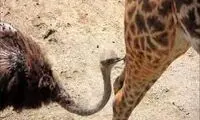 نتیجه دور از انتظار در دعوای بین شترمرغ و زرافه
