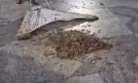 تصاویر باورنکردنی از هجوم ملخ‌ها به مدینه 