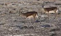 فداکاری یک مادر برای نجات فرزندش ا