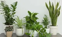 بهترین گیاهان تصفیه کننده هوا برای خانه