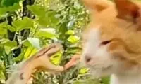 واکنش برق‌آسای گربه به حمله یک مار