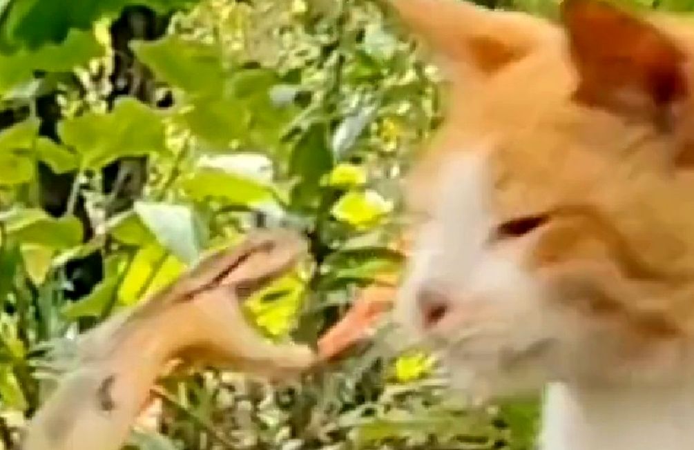 واکنش برق‌آسای گربه به حمله یک مار