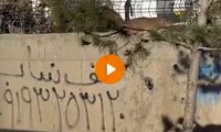 تصاویر ترسناک از موش‌های غول‌پیکر اطراف تهران