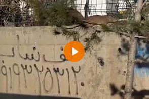تصاویر ترسناک از موش‌های غول‌پیکر اطراف تهران