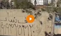 تصاویر ترسناک از موش‌های غول‌پیکر اطراف تهران