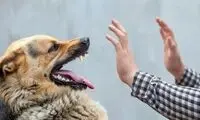 علائم هاری را چگونه تشخیص دهیم؟