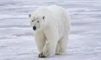ساخت پارچه‌ای فوق سبک و عایق با الهام از خرس قطبی!
