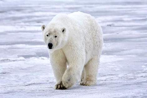 ساخت پارچه‌ای فوق سبک و عایق با الهام از خرس قطبی!