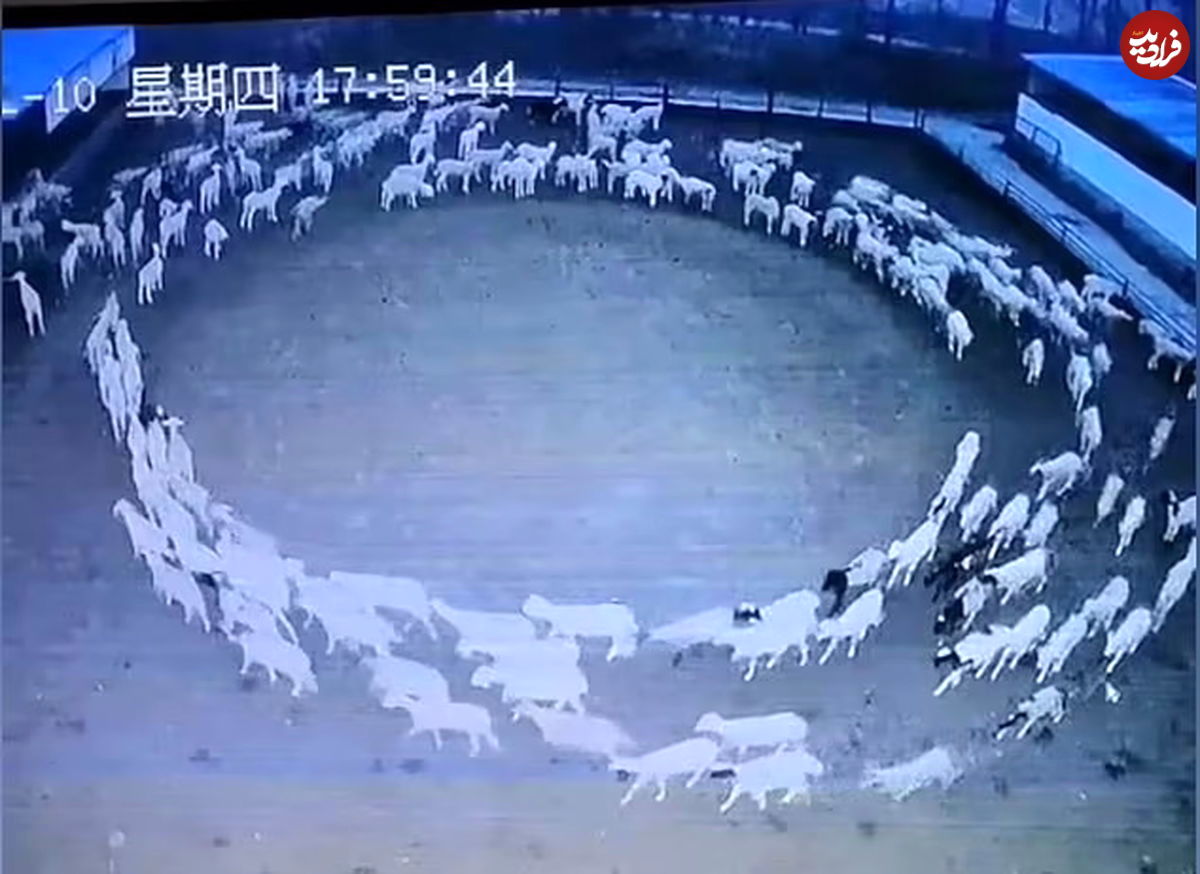 این گله گوسفند ۱۲ روز بدون توقف به دور خود چرخیدند