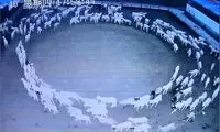 این گله گوسفند ۱۲ روز بدون توقف به دور خود چرخیدند