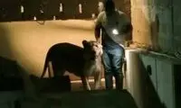 شیر فراری در کراچی دستگیر شد