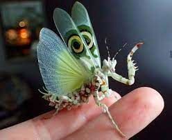 یکی از زیباترین و عجیب‌ترین حشرات جهان!