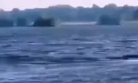 ذوق‌زدگی و دویدن خنده‌دار گوریل روی آب!