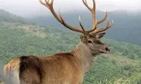 مبارزه گوزن شجاع با اسب آبی، سگ‌های وحشی و تمساح!