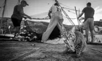 تصاویر دیدنی و غافلگیرکننده از حیوانات