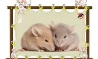 راهکار رهایی از موش