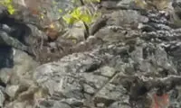  لحظه شکار بز جنگلی توسط عقاب تیزچنگال