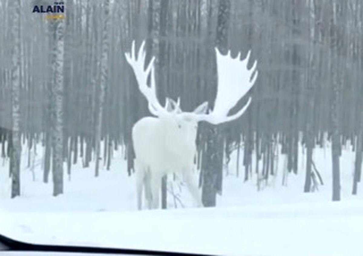 یک گوزن سفید نادر شکار دوربین‌ها شد