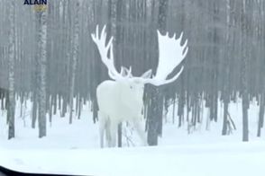 یک گوزن سفید نادر شکار دوربین‌ها شد