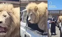 جنجال یک شیر نر عظیم الجثه در پشت وانت!