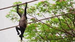 لحظه تلخ برق‌گرفتگی میمون روی کابل برق
