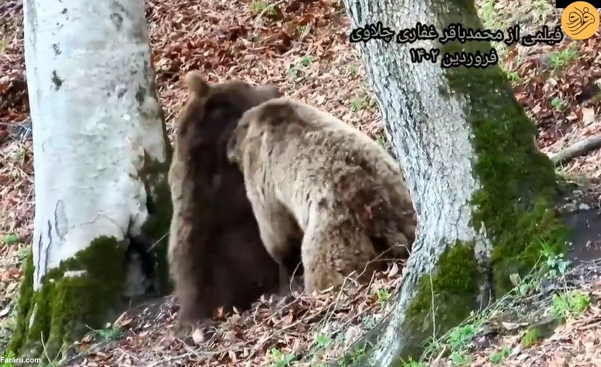بازی دو خرس قهوه‌ای در ارتفاعات مازندران