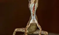 پیدا شدن یک اژدهای رنگارنگ در هند